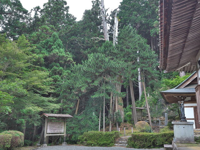 sklfh����̊Ð򎛂̃R�E���}�L�̓��e�ʐ^1