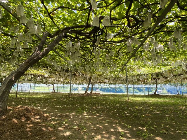 ����_�@���΂Ԃǂ����