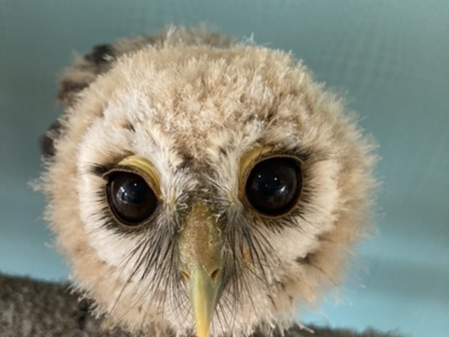 ��������I_�ӂꂠ���J�t�F ���ӂ肱����