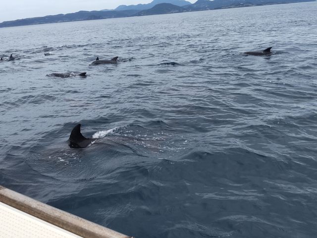 �l�Ȃ������C���J_�C���J�E�H�b�`���O ���V�Êό��D