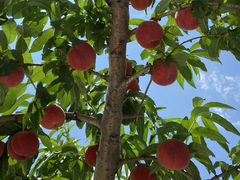 ܂̂܂邹ʎւ̓eʐ^1