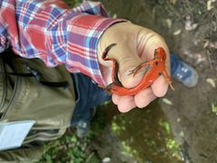 AC̔䓇όNG[Vւ̓eʐ^2