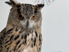 ĝӂꂠJtF ӂ肱Ƃւ̓eʐ^1