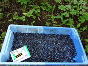 񂳂̃N^t[ct@[̓eʐ^1