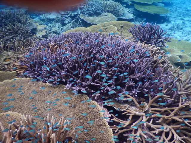 �u���[�t�H���X�g�{�Ó�