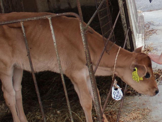 qƂ̐Gꍇ񖳗BȂŕłB__Öq