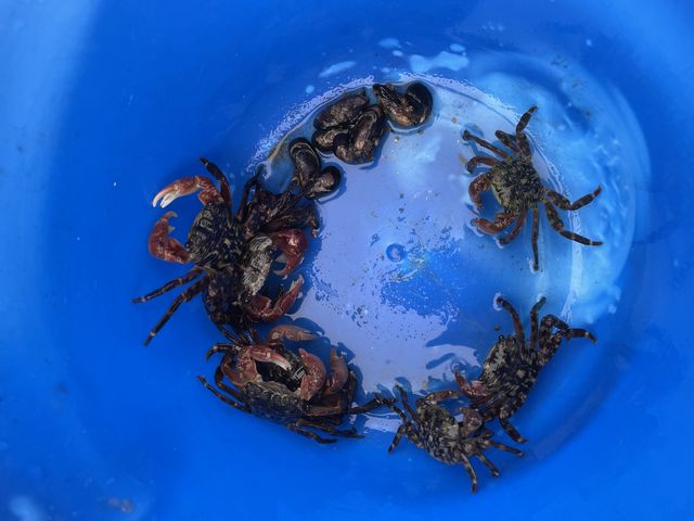 �I����������B������͐H�ׂ��܂���B�Ō�̓����[�X�B_�C�̉Ɓ@�߂�