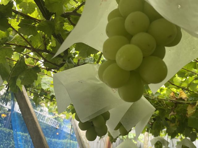 �H�׍��̃V���C���}�X�J�b�g��������������Ă��܂����I_��É�