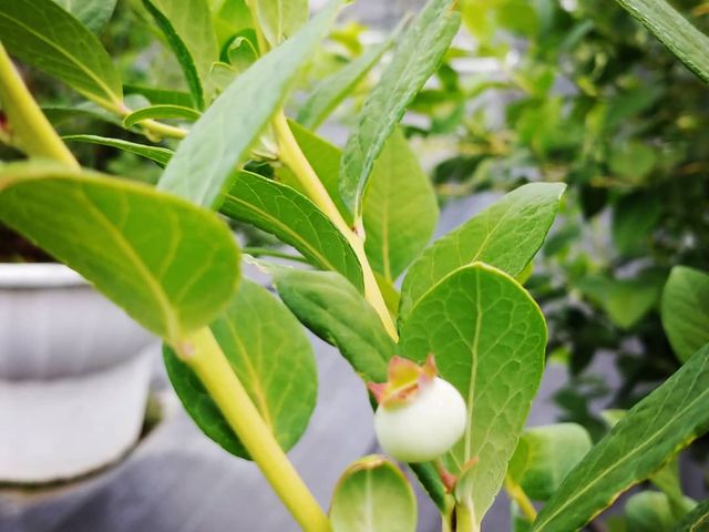 ���Ȃ�i�킪���̎����ɋ����������Ă܂����I_Sachi Blueberry Farm
