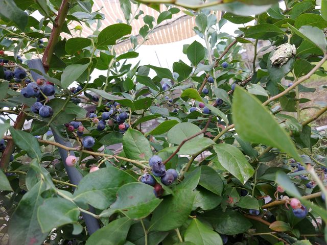�܂��܂��嗱�ł�����I_Sachi Blueberry Farm