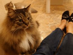 ɂɂႳ̔LJtFwĂ܂̂xւ̓eʐ^2