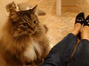 �ɂ�ɂႳ��̔L�J�t�F�w�Ă܂�̂������x�̓��e�ʐ^2