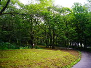 Ƒ̂炬I[gLvRedBean̓eʐ^1