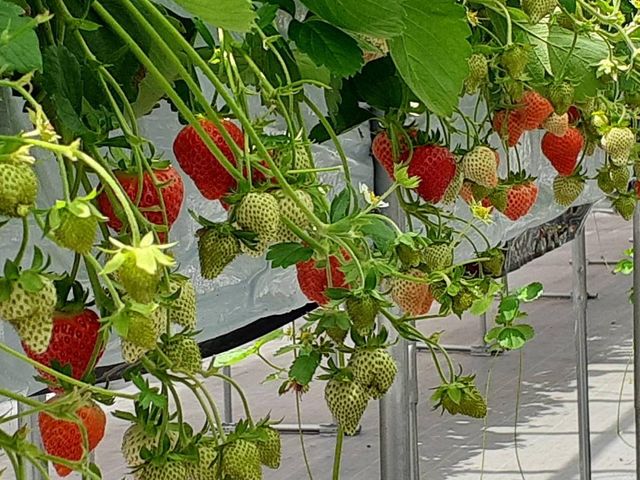 �������n�E�X�͊Â�����ł����ς��ł���_�ߐ{�݂�т̗� �t���[�c�p�[�N�X�̕�