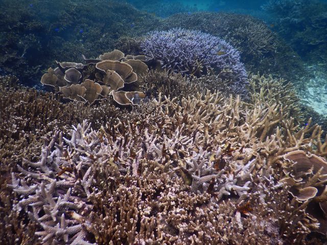 �X��̉Ԕ�_�{�Âς��c�A�[�Y