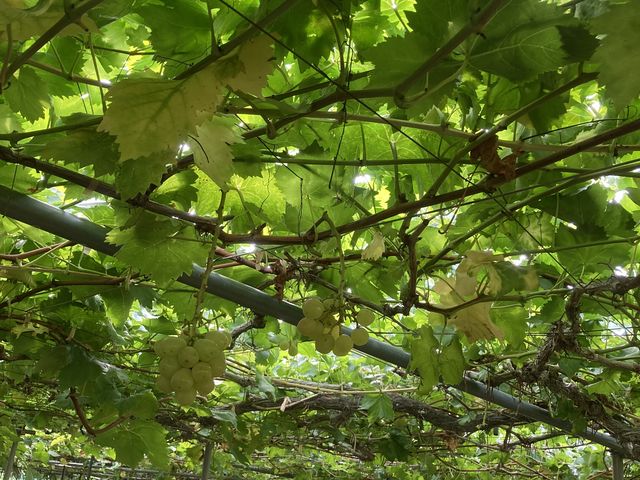 ���N�Ō�̓��Ŏc�菭�Ȃ������ł�����
2�l�ŐH�ׂ�ɂ͏\���B�����̖؂��݂�Ȍ��C�����ł����B_���Ԃ�K�[�f��