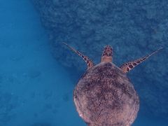 G~̃RY~bNA[Xւ̓eʐ^1