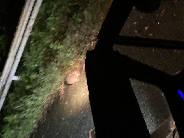 �E�T�M��5�C�݂܂����I_�~�b�h�i�C�g�c�A�[����