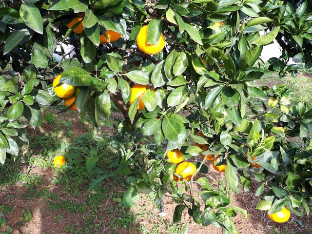 �݂���_FRUIT PARK YOKOHAMA�@�Ō��ʎ���