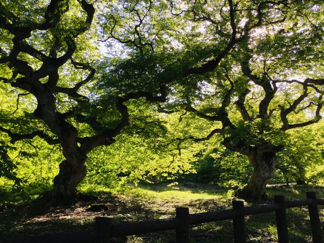 �e���O�V�f_�e���O�V�f�Q��