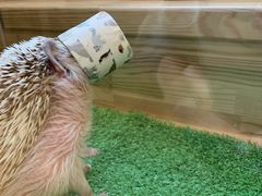 ҂񂭃CJsumoaւ̓eʐ^2