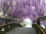 poporon̒R員̓eʐ^5