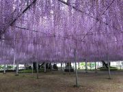 poporon̒R員̓eʐ^6