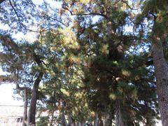 �Ă�������̌��_�Ђւ̓��e�ʐ^1