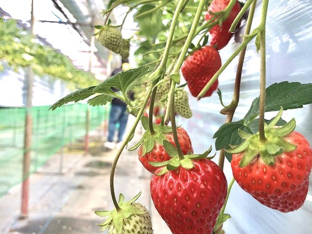 �H�ׂ���Ȃ����炢��������̑嗱�C�`�S������ł��܂�����_����_��