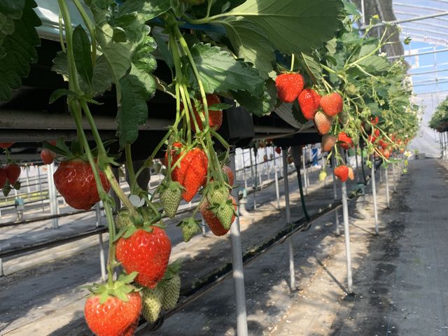 ��R�̂��������o���Ă��܂����B����͏͕P�ł��B�܂��Â��͍T���߂ł����B_�x�ÃA�N�A�t�@�[��