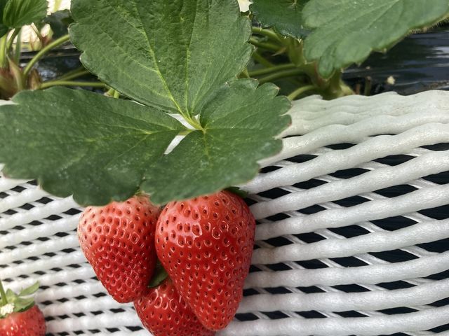 �X�J�C�x���[_�F�ꂢ������