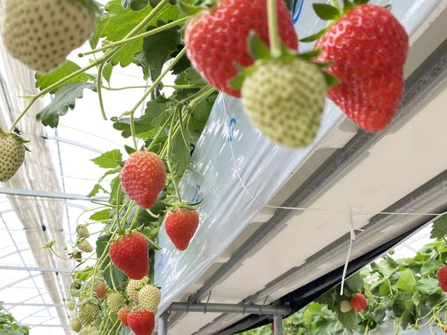 �������������ł��I_�i�`��������