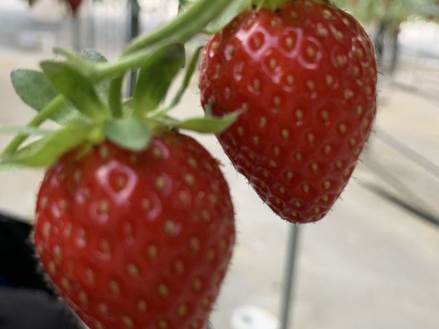 �L���C�ȃC�`�S�ł����B_�n糂�������