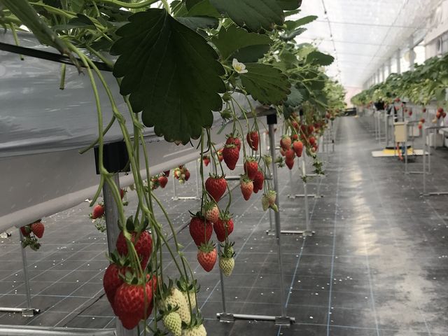 ��������Ȃ��Ă��܂���_�������C�ӂ̂��������s���F�t�F�����t