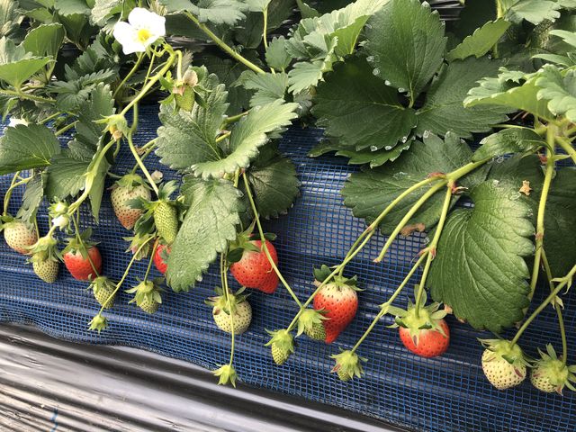 �H�ׂ�̂ɖ����ł��ꂵ���ʐ^�B��܂���ł���_䕉����߃n�E�X