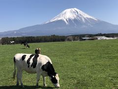 ノボさんの富士山（山梨県鳴沢村）への投稿写真1