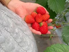 ݂䂳̃C`SnEX̉ւ̓eʐ^1