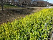 �����ڂ�����̌�������̐���̓��e�ʐ^2