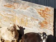 �����ڂ�����̌�������̐���̓��e�ʐ^3