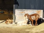 �����ڂ�����̌�������̐���̓��e�ʐ^4