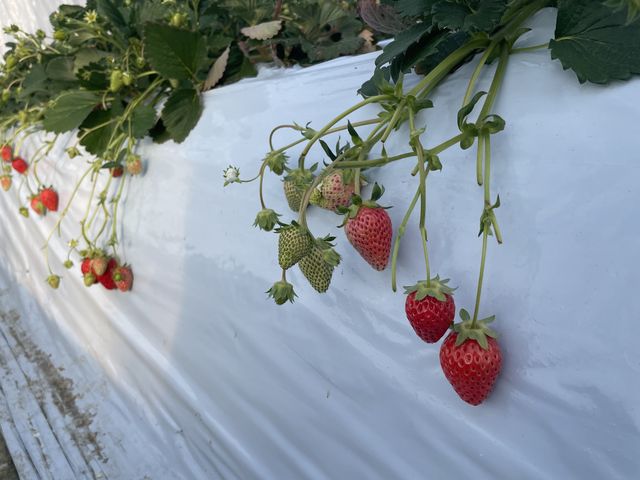 �������̎ʐ^�ł�_�������_���@��t�@�[��