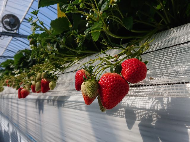 �����ق̂�_SEN's Berry Farm