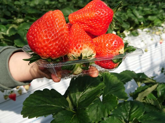 �~����܂���(��)_SEN's Berry Farm