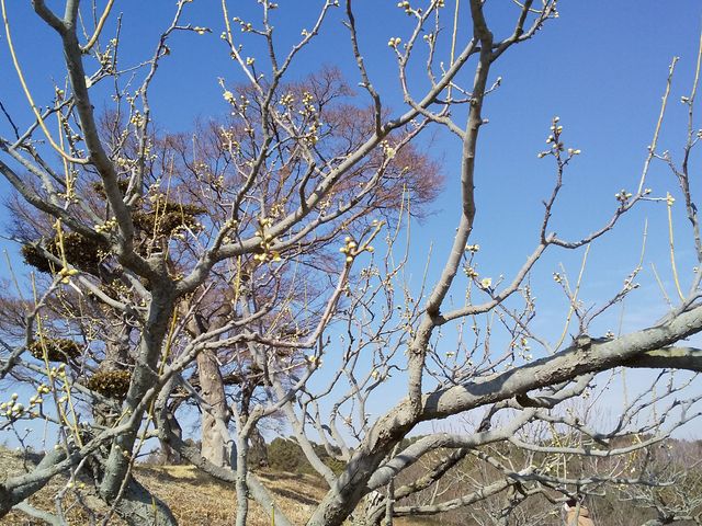 ������͂���1�T�Ԃ��炢�H_�݂Ƃ�t���[�c�p�[�N