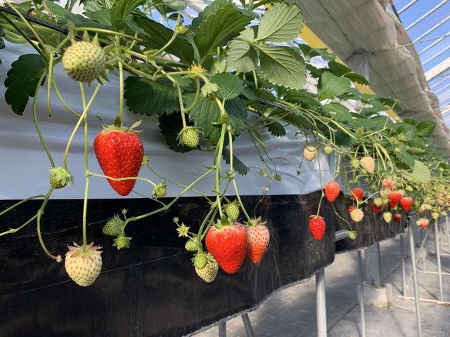 �^���Ԃł��������C�`�S�������R�I_MIGAKI FARM(��ICHIGO WORLD)