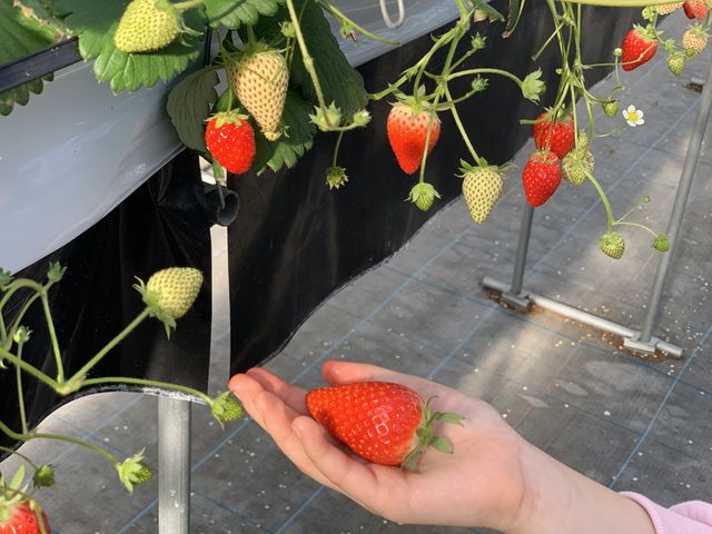 �q�ǂ��̎�̂Ђ�ʂ̑傫�ȑ傫�ȃC�`�S�I_MIGAKI FARM(��ICHIGO WORLD)