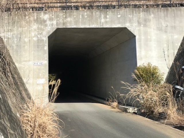 ̃gl̐ɐ[ĝłA򂪔ɕGB_{{R