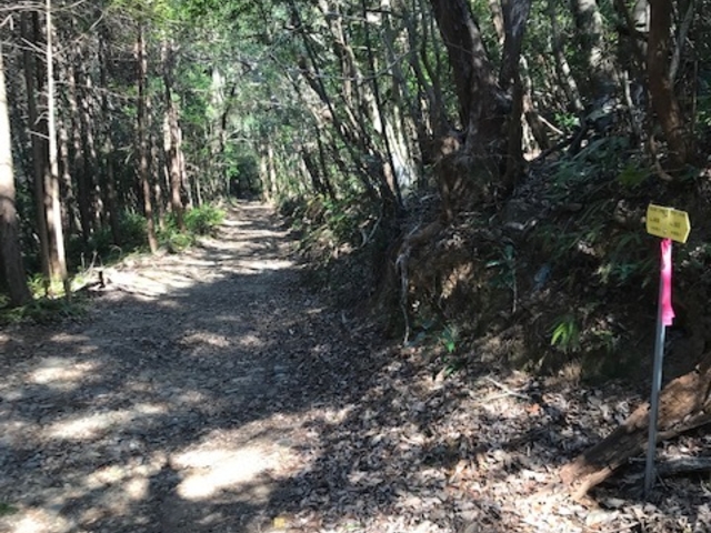 ^sƁA[g̓oRɓ܂B_{{R