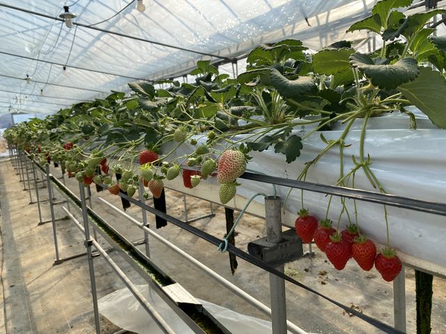 �������������ς��ł�_��t�@�[���i��-����-�j