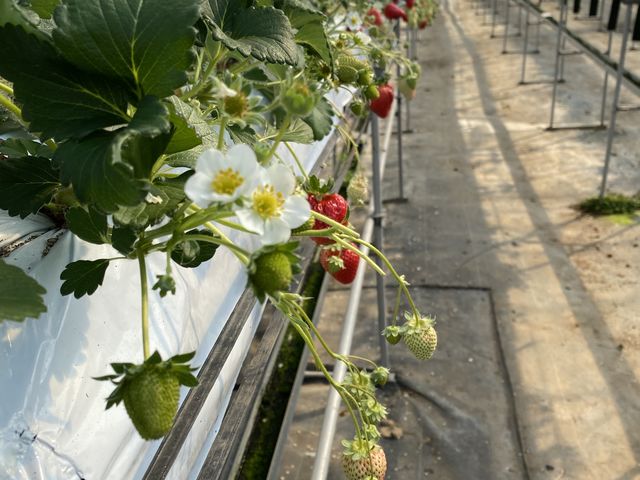 ���ꂢ�ɂ�����ꂳ��Ă܂��B_��t�@�[���i��-����-�j